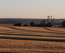 35 municípios do Paraná têm Valor Bruto da Produção Agropecuária superior a R$ 1 bilhão