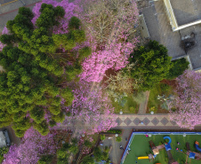 Primavera 