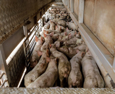 Suinocultor do Oeste do Paraná instala biodigestor e realiza o sonho de produzir com sustentabilidade