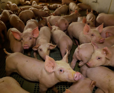 Suinocultor do Oeste do Paraná instala biodigestor e realiza o sonho de produzir com sustentabilidade