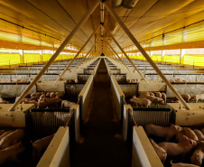Suinocultor do Oeste do Paraná instala biodigestor e realiza o sonho de produzir com sustentabilidade