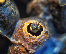 ABELHAS