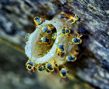 ABELHAS