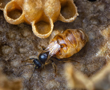 ABELHAS