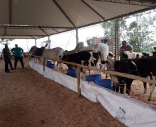 Exposições aquecem economia e movimentam alto fluxo de turistas ao redor do Paraná
