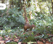 Áreas preservadas pela Copel são refúgio para reprodução de grandes mamíferos ameaçados