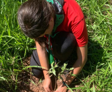 Ações elaboradas pelo IAT no Estado recuperaram mais de 6 hectares de mata ciliar em Áreas de Proteção Ambiental (APP)