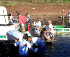 Novo ciclo do Rio Vivo vai soltar 2,6 milhões de peixes nativos nas bacias do Paraná