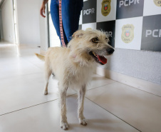 filó