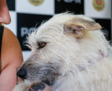 FILÓ