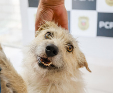 filó