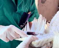 Adapar inicia ciclo de vigilância ativa contra Influenza Aviária e Doença de Newcastle no Paraná