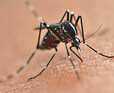 DENGUE