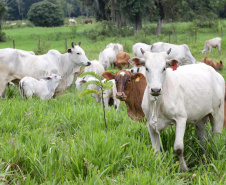 SEAB IDENTIFICAÇÃO BOVINOS