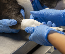 Com três estabelecimentos certificadas em 2024, Tecpar finaliza projeto-piloto para mercado veterinário