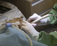 Com três estabelecimentos certificadas em 2024, Tecpar finaliza projeto-piloto para mercado veterinário