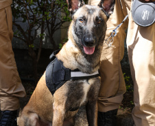Reforço nas estradas: DER/PR entrega 36 viaturas e 5 cães ao Batalhão de Polícia Rodoviária