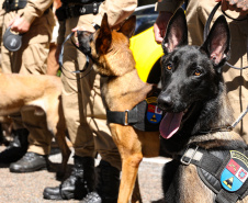 Reforço nas estradas: DER/PR entrega 36 viaturas e 5 cães ao Batalhão de Polícia Rodoviária