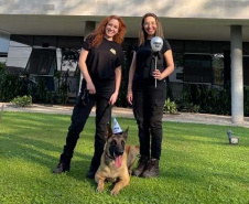 Conheça o Raman, primeiro integrante canino da Polícia Científica