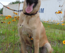 Conheça o Raman, primeiro integrante canino da Polícia Científica