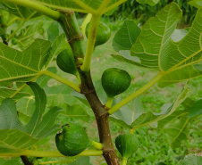 Inovações na Fruticultura são destaque durante o Show Rural Coopavel 2025