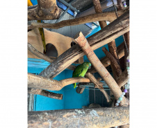PCPR resgata seis aves vítimas do tráfico de animais em Curitiba