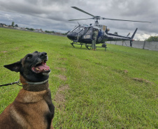 PCPR TREINA CÃES FAREJADORES