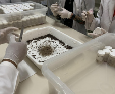 Primeira captura de aranhas-marrons do ano chega ao CPPI para extração do veneno
