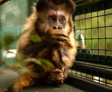  Instituto Água e Terra e Universidade Estadual de Londrina firmaram parceria que busca a convivência harmoniosa entre a população e o macaco-prego