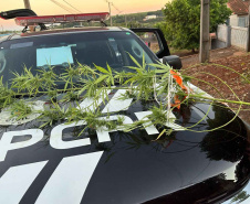 PCPR e PMPR prendem quatro pessoas em operação integrada em Santo Antônio do Sudoeste