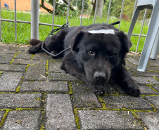 Passagem do CastraPet Paraná por São José dos Pinhais beneficiou 687 animais, entre cães e gatos, de diferentes ONGs e protetoras independentes