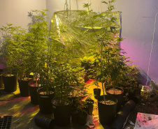 PMPR MACONHA