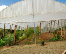 SEGURANÇA ALIMENTAR