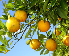 LARANJA