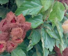 URUCUM