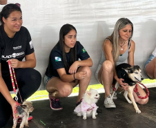 POLICIA PENAL - 2ª Cãominhada da Polícia Penal promove integração com a comunidade em São José dos Pinhais neste sábado