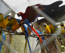 Rede de apoio à fauna silvestre coordenada pelo Instituto Água e Terra realizou 1.483 atendimentos entre janeiro e abril deste ano.