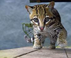 Rede de apoio à fauna silvestre coordenada pelo Instituto Água e Terra realizou 1.483 atendimentos entre janeiro e abril deste ano.
