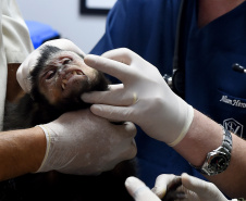 Operação coordenada pelo Instituto Água e Terra resgatou e encaminhou para o Zoológico Municipal de Curitiba 20 macacos-prego que viviam em cativeiros clandestinos