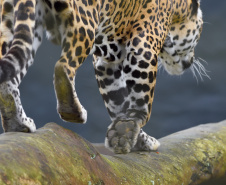 Rede de apoio à fauna silvestre coordenada pelo Instituto Água e Terra realizou 1.483 atendimentos entre janeiro e abril deste ano.