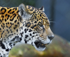 Rede de apoio à fauna silvestre coordenada pelo Instituto Água e Terra realizou 1.483 atendimentos entre janeiro e abril deste ano.