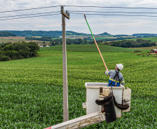 Paraná Trifásico leva rede elétrica mais potente e estável à agroindústria cada vez mais moderna e inovadora 