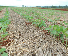 Sistema Plantio Direto: inovação que brotou no Norte do Paraná e conquistou o mundo