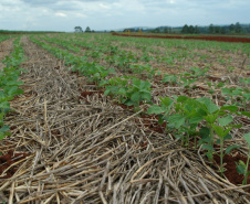 Sistema Plantio Direto: inovação que brotou no Norte do Paraná e conquistou o mundo