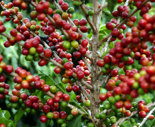 COLHEITA CAFÉ