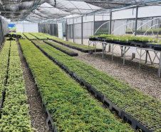 Parceria entre IAT e Sociedade Chauá vai ampliar conservação de espécies da flora paranaense