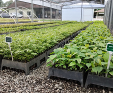 Parceria entre IAT e Sociedade Chauá vai ampliar conservação de espécies da flora paranaense
