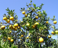 CÍTRICOS