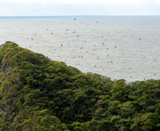 Recuperação de áreas verdes, combate ao desmatamento, cuidados com a água e a fauna e destinação correta dos resíduos sólidos: os indicadores que transformaram o Paraná em referência na proteção ao meio ambiente.