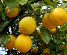 CÍTRICOS